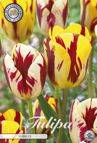 81165   VERMEER        GARDENMIX TULPAN