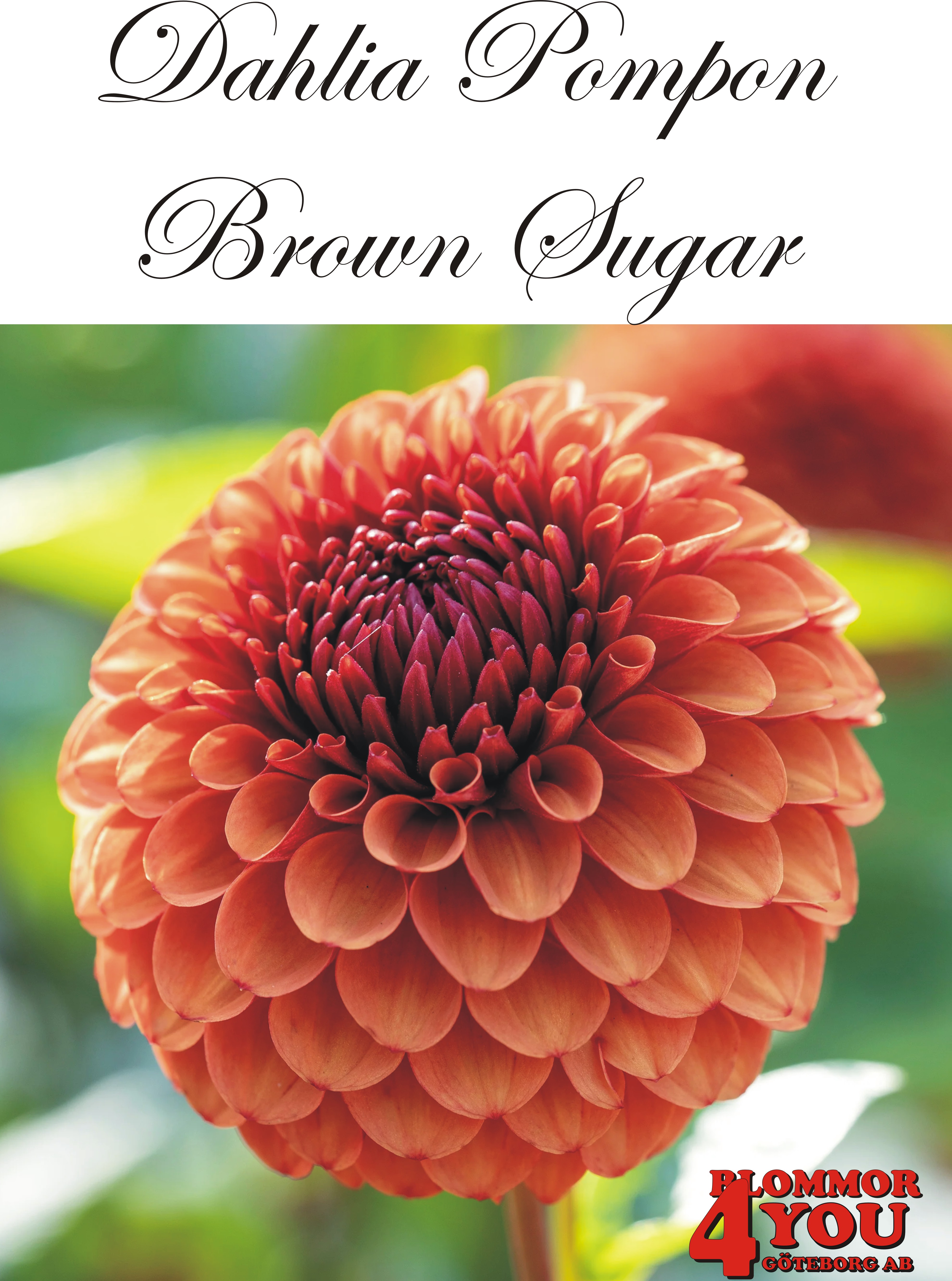Dahlia Pompon   Brown Sugar