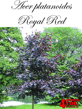 Acer platanoides Royal Red Sh 100-120 Co