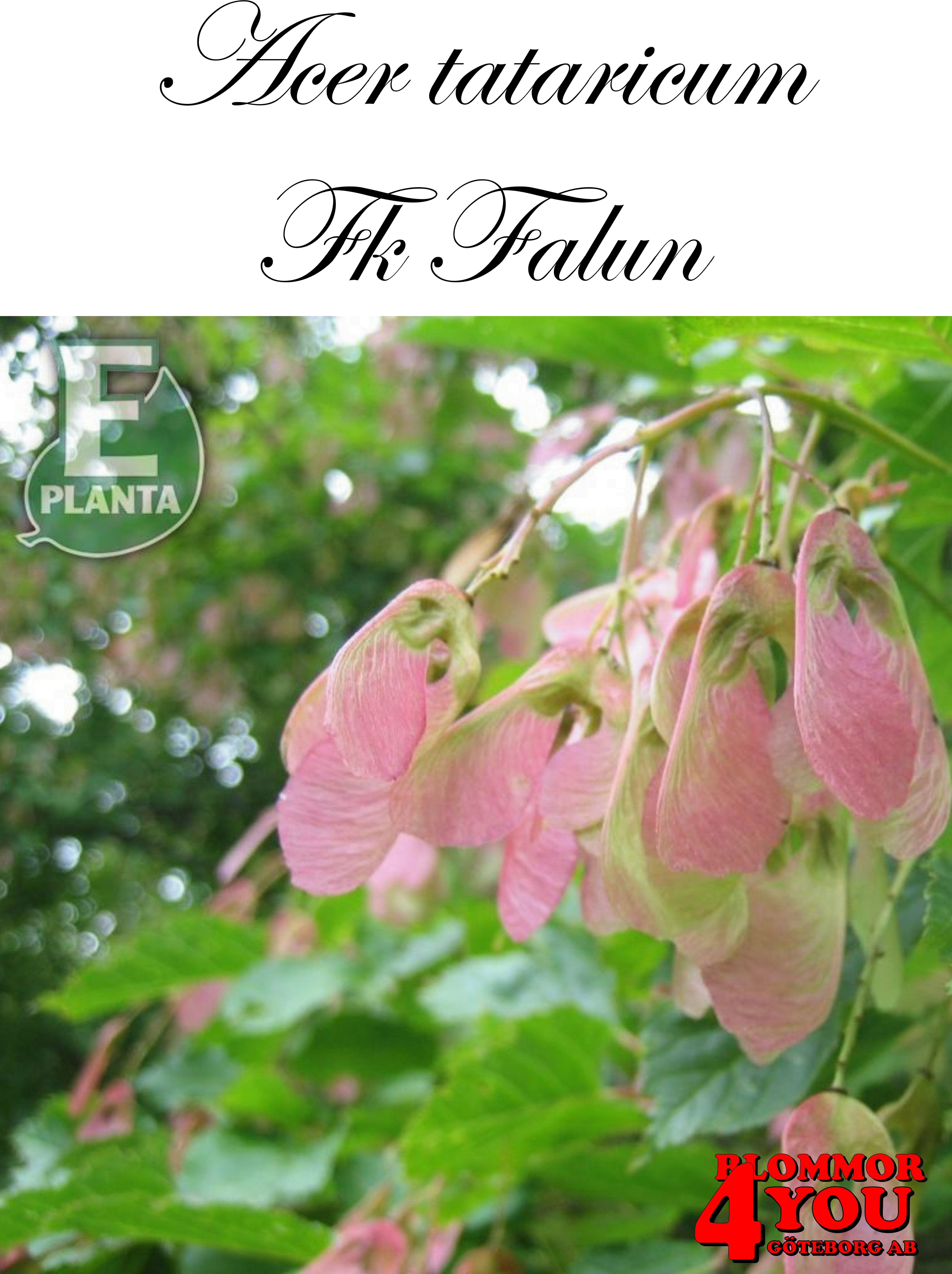 Acer tataricum Fk Falun E Utr 150-200 Co