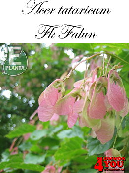 Acer tataricum Fk Falun E Utr 150-200 Co