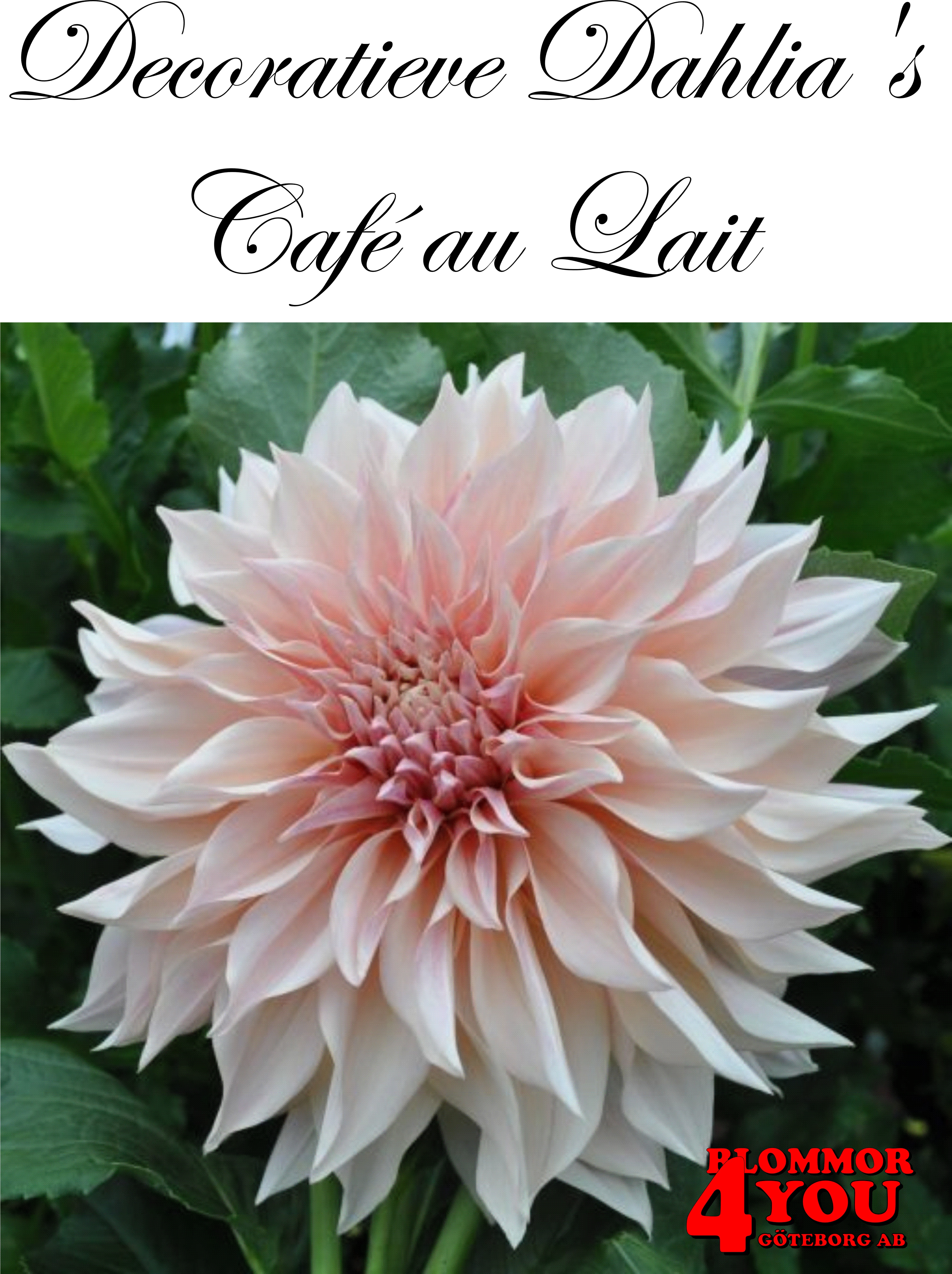 Dahlia Cafe au Lait