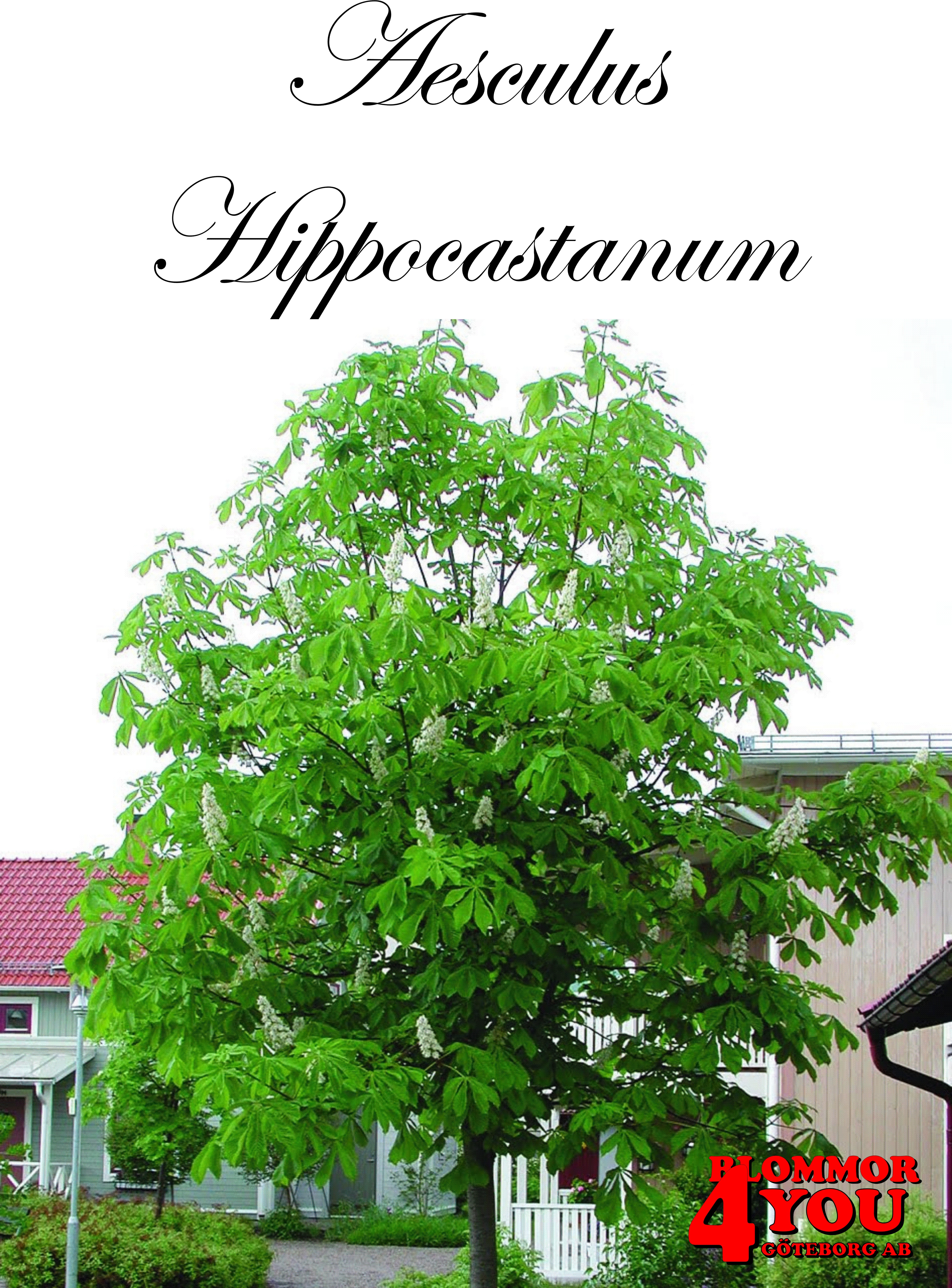 Aesculus hippocastanum Utr 200-250 Co