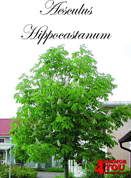 Aesculus hippocastanum Utr 200-250 Co