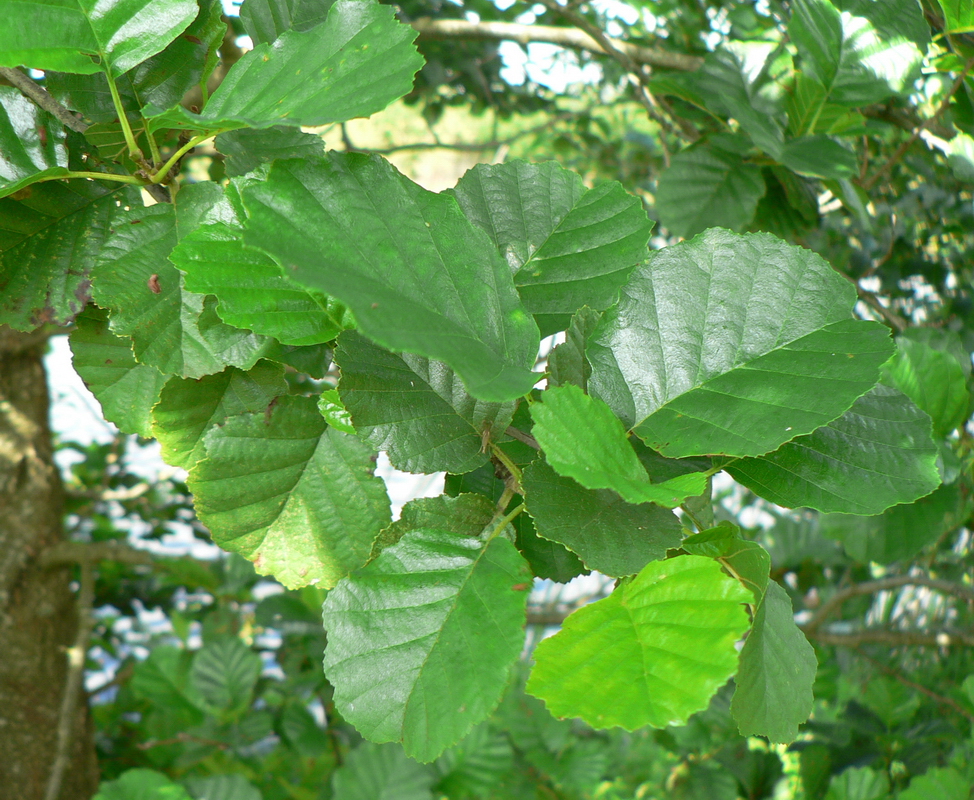 Alnus glutinosa Fk Fyris E Utr 150-200 Co - 2