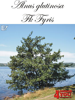 Alnus glutinosa Fk Fyris E Utr 150-200 Co