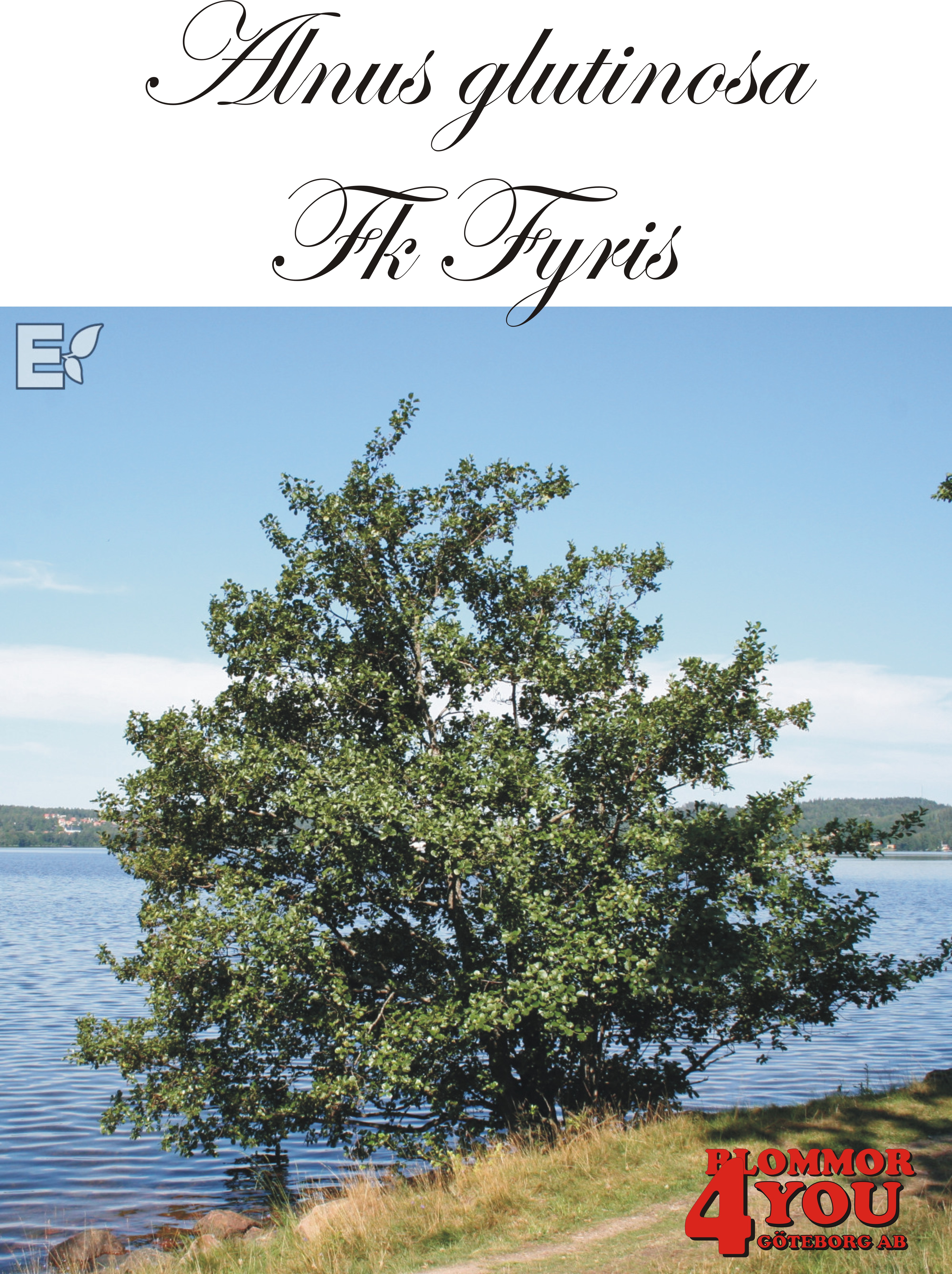Alnus glutinosa Fk Fyris E Utr 200-250 Co