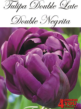 80750  NEGRITA DOUBLE      DUBBEL SENTULPAN