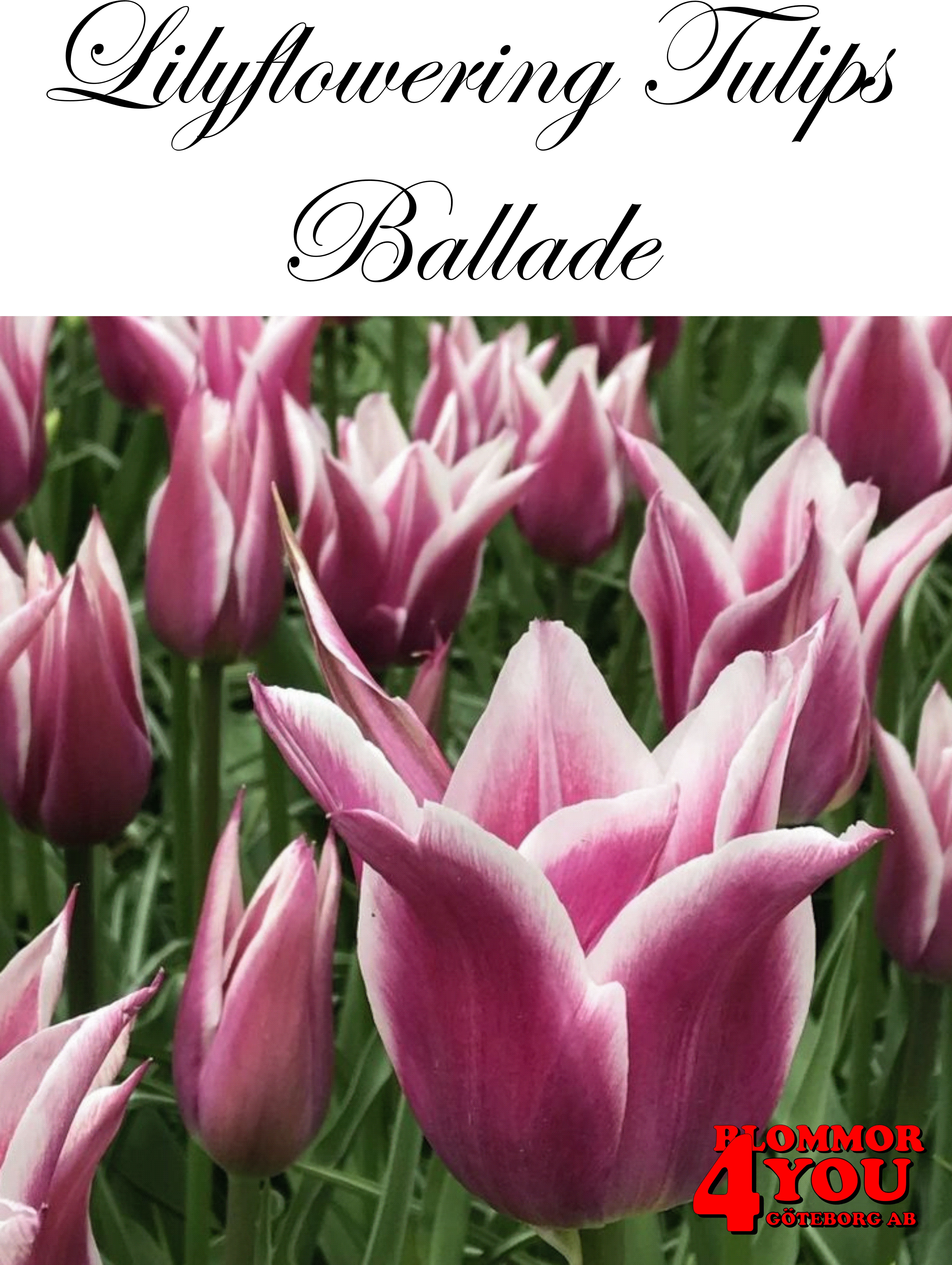 80840   BALLADE       LILJEBLOMMANDE TULPAN