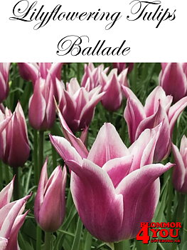 80840   BALLADE       LILJEBLOMMANDE TULPAN