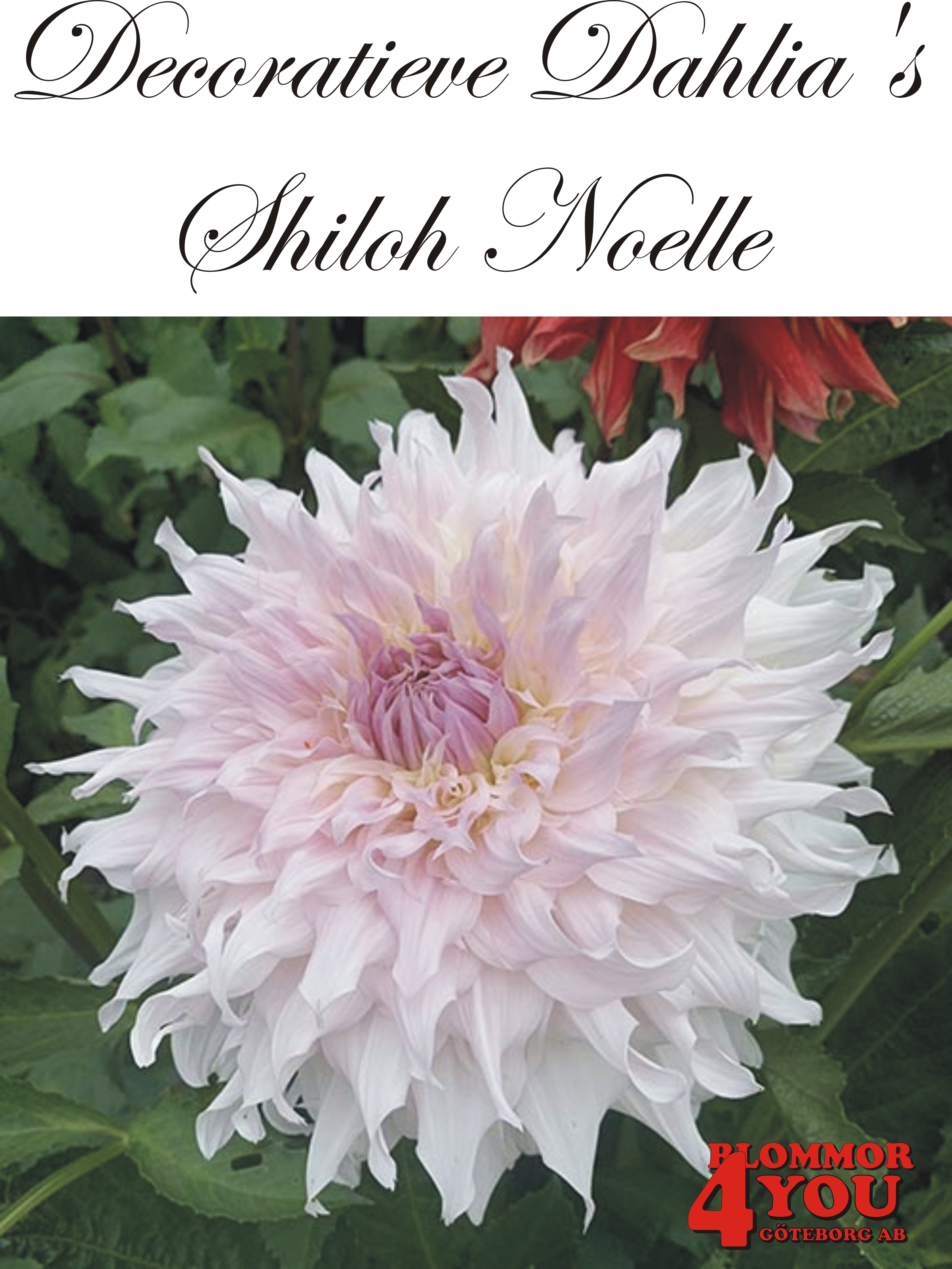 Dahlia Shiloh Noelle