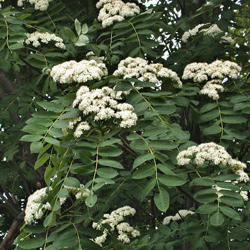Sorbus decora Utr 200-250 Co - 4