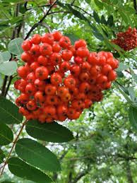 Sorbus decora Utr 200-250 Co - 5