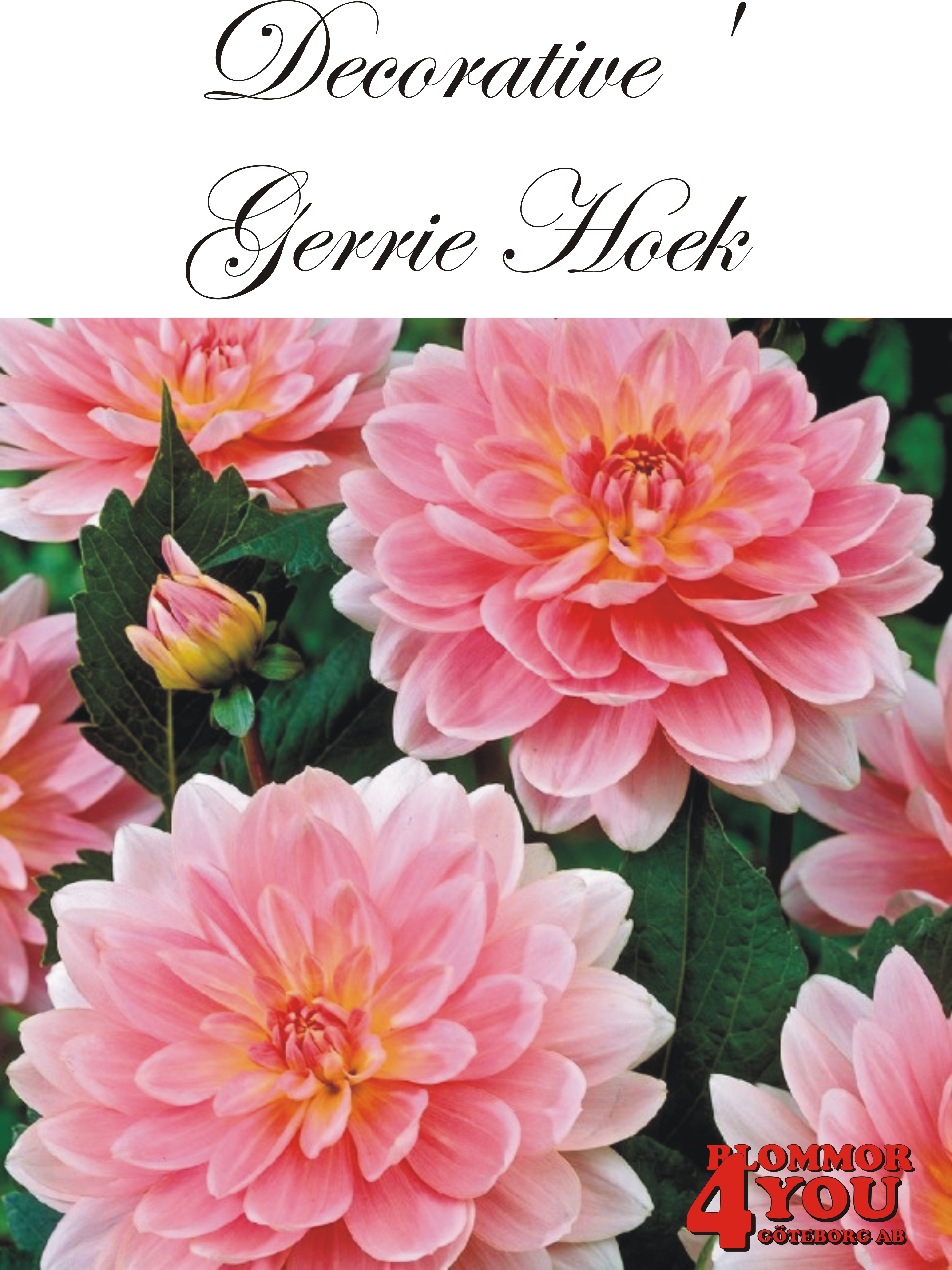 Dahlia Dekorativa  Gerrie Hoek