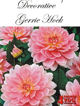 Dahlia Dekorativa  Gerrie Hoek