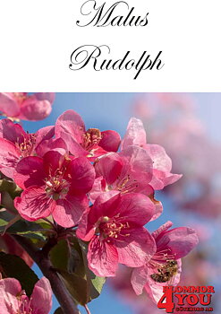 Malus Rudolph  Sh 100-120 Co