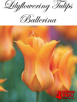 80845    BALLERINA       LILJEBLOMMANDE TULPAN