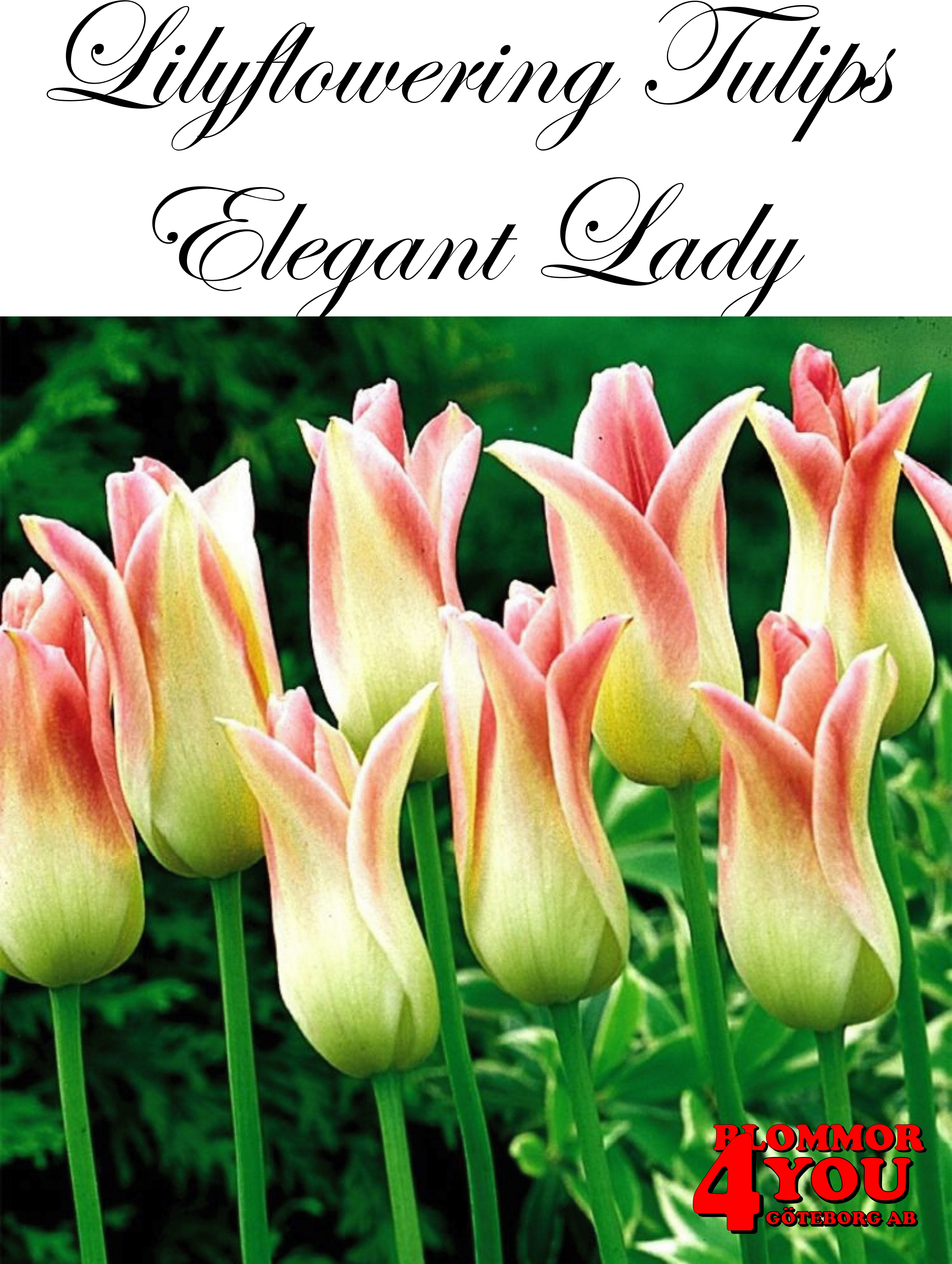 80850   ELEGANT LADY       LILJEBLOMMANDE TULPAN