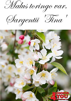 Malus toringo var. sargentii Tina  Sh 100-120 Co