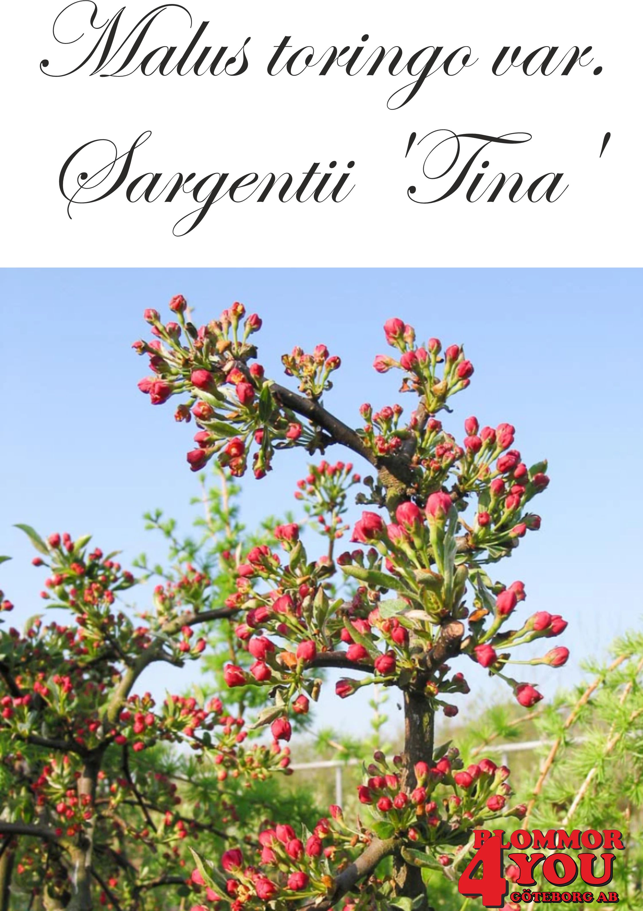 Malus toringo var. sargentii Tina  Sh 100-120 Co - 2