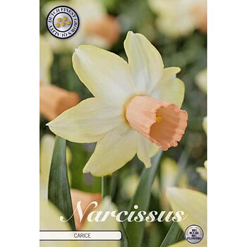 82032  NARCISSUS  CARICE       CYCLAMINEUS