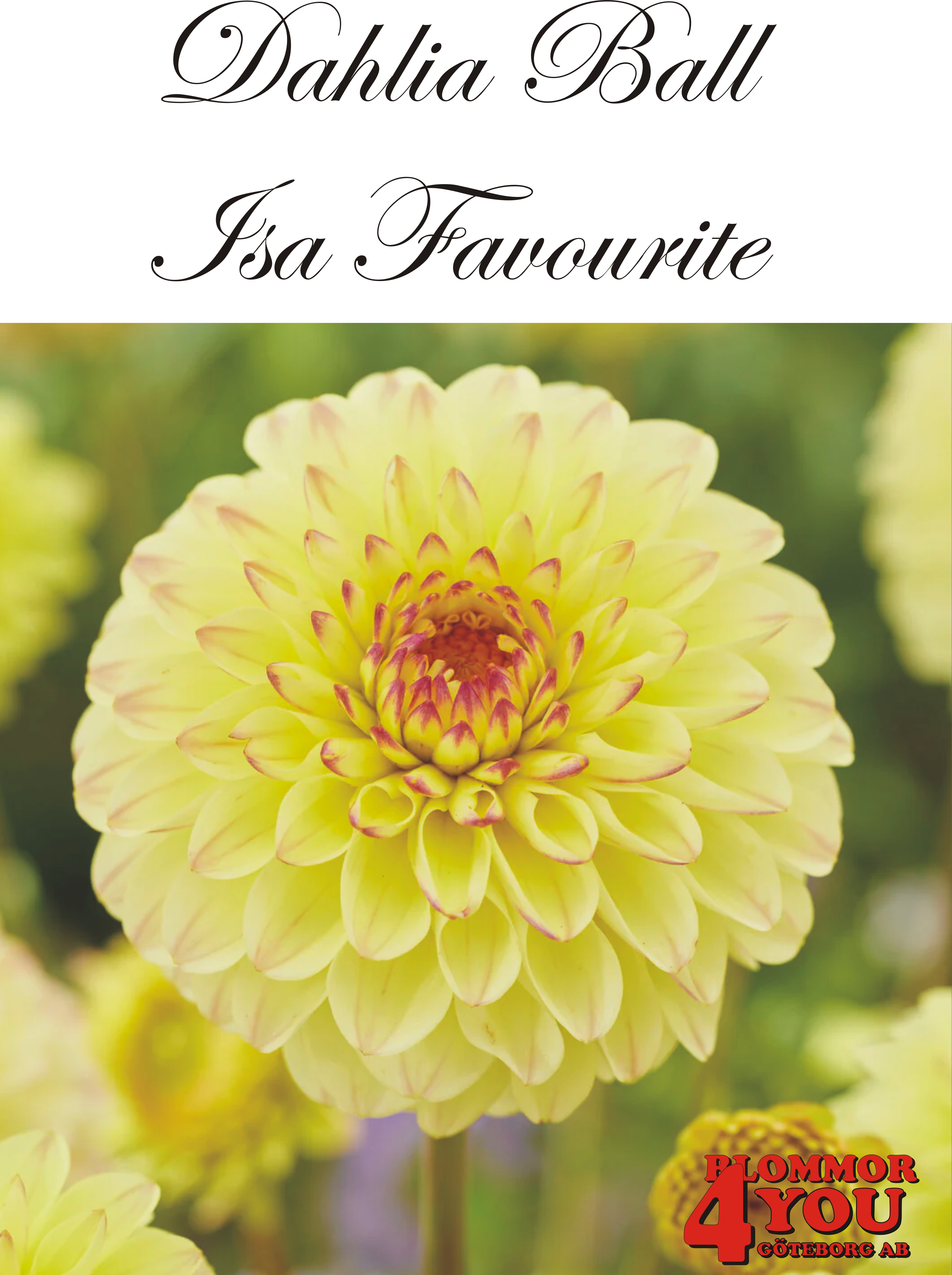 Dahlia    Isa Favourite