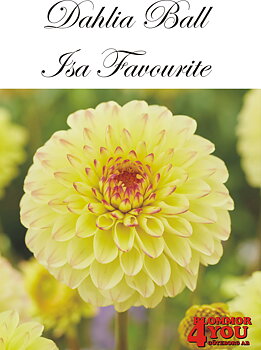 Dahlia    Isa Favourite