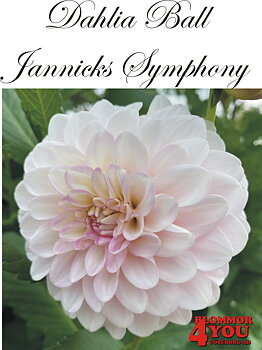Bolldahlia    Jannicks Symphony