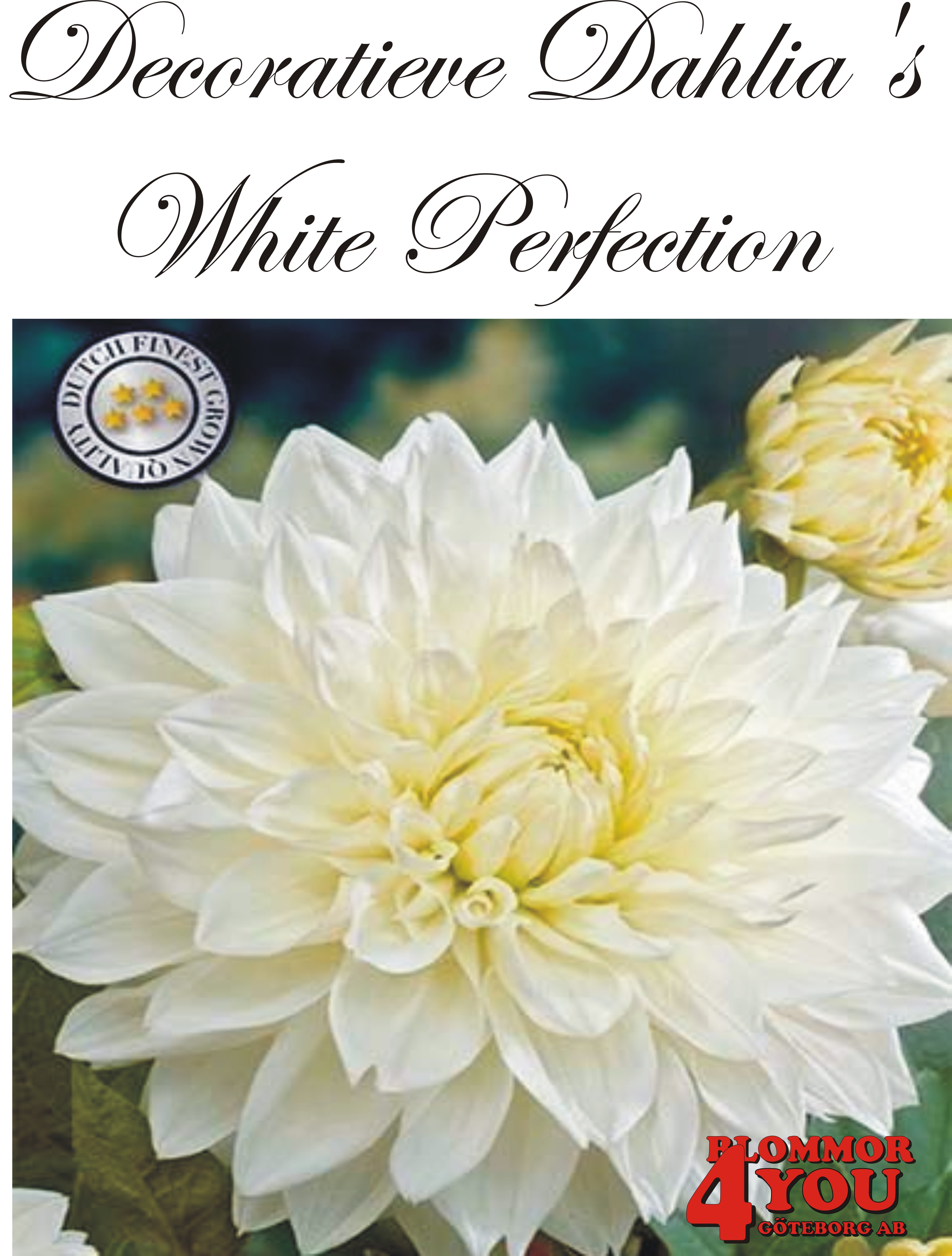 Dahlia White Perfection