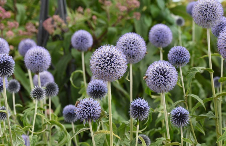 4422  Echinops bannaticus  Taplow Blue 1 Liters  I  Svenskt namn  :Blå bolltistel  I  Krukstorlek   : SQ1  I  Förväntad Höjd  :  100 cm  I  Blomningstid :  aug-sept - 2