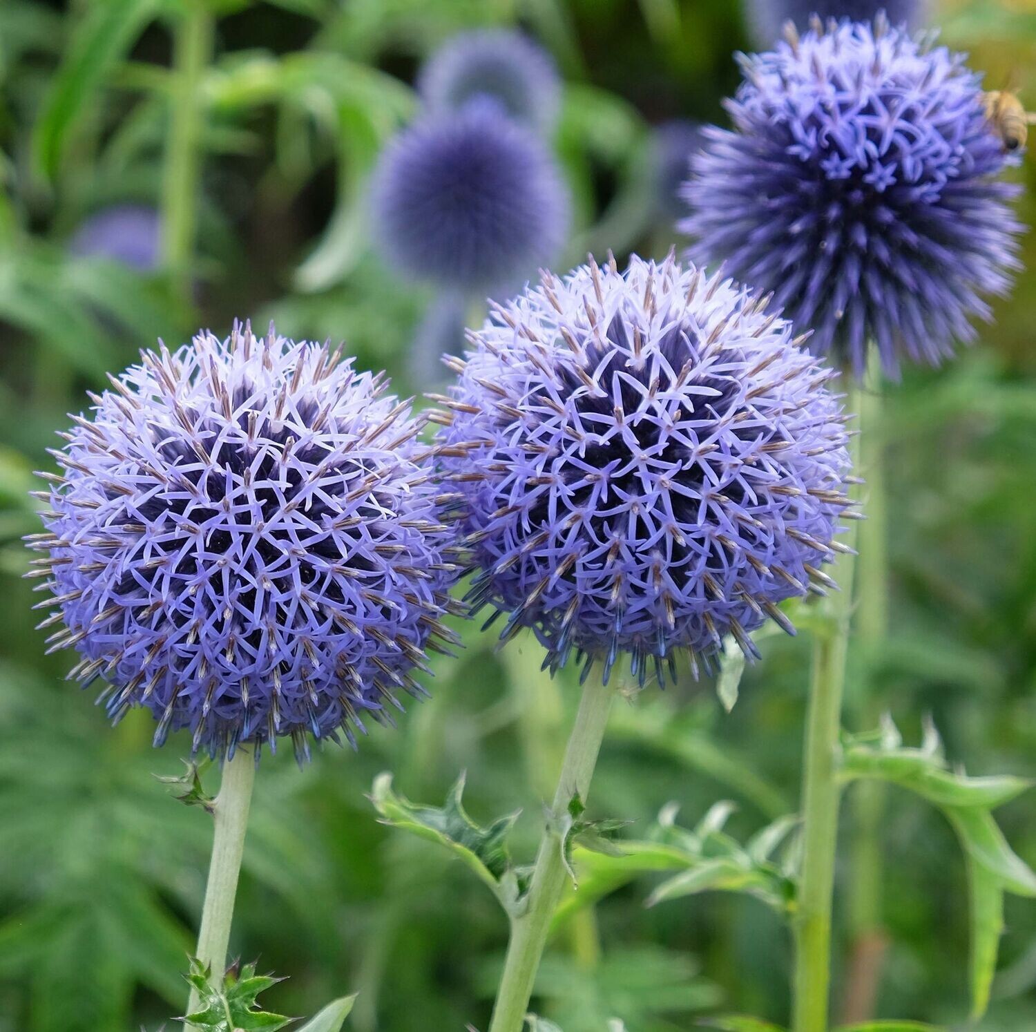 4422  Echinops bannaticus  Taplow Blue 1 Liters  I  Svenskt namn  :Blå bolltistel  I  Krukstorlek   : SQ1  I  Förväntad Höjd  :  100 cm  I  Blomningstid :  aug-sept