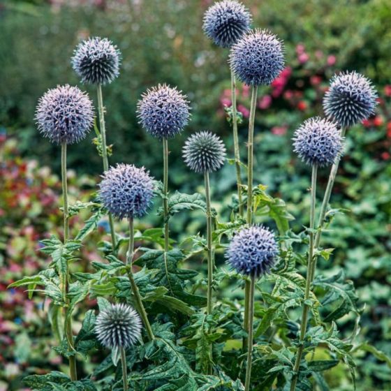 4422  Echinops bannaticus  Taplow Blue 1 Liters  I  Svenskt namn  :Blå bolltistel  I  Krukstorlek   : SQ1  I  Förväntad Höjd  :  100 cm  I  Blomningstid :  aug-sept - 3