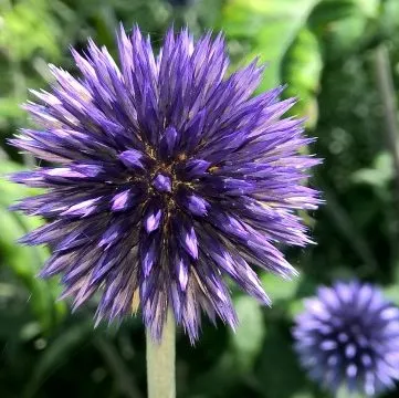 4450  Echinops bannaticus  Veitchs Blue P9  I  Svenskt namn  :Blå bolltistel  I  Krukstorlek   : P9  I  Förväntad Höjd  :  80 cm  I  Blomningstid :  aug-sept - 3