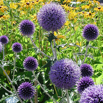 4450  Echinops bannaticus  Veitchs Blue P9  I  Svenskt namn  :Blå bolltistel  I  Krukstorlek   : P9  I  Förväntad Höjd  :  80 cm  I  Blomningstid :  aug-sept - 2