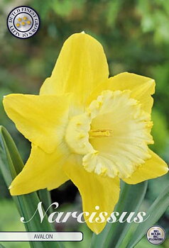 82010  NARCISSUS  AVALON       TRUMPET