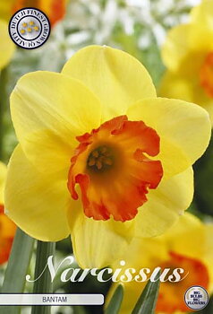 82015  NARCISSUS  BANTAM      TRUMPET