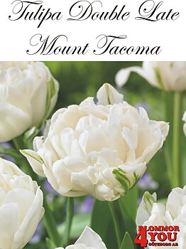80740  MOUNT TACOMA      DUBBEL SENTULPAN