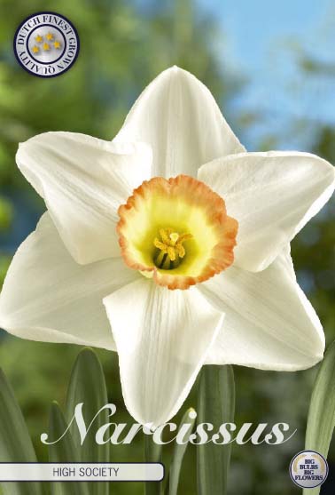 82045  NARCISSUS  HIGH SOCIETY      TRUMPET