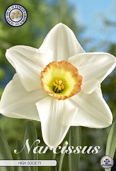 82045  NARCISSUS  HIGH SOCIETY      TRUMPET