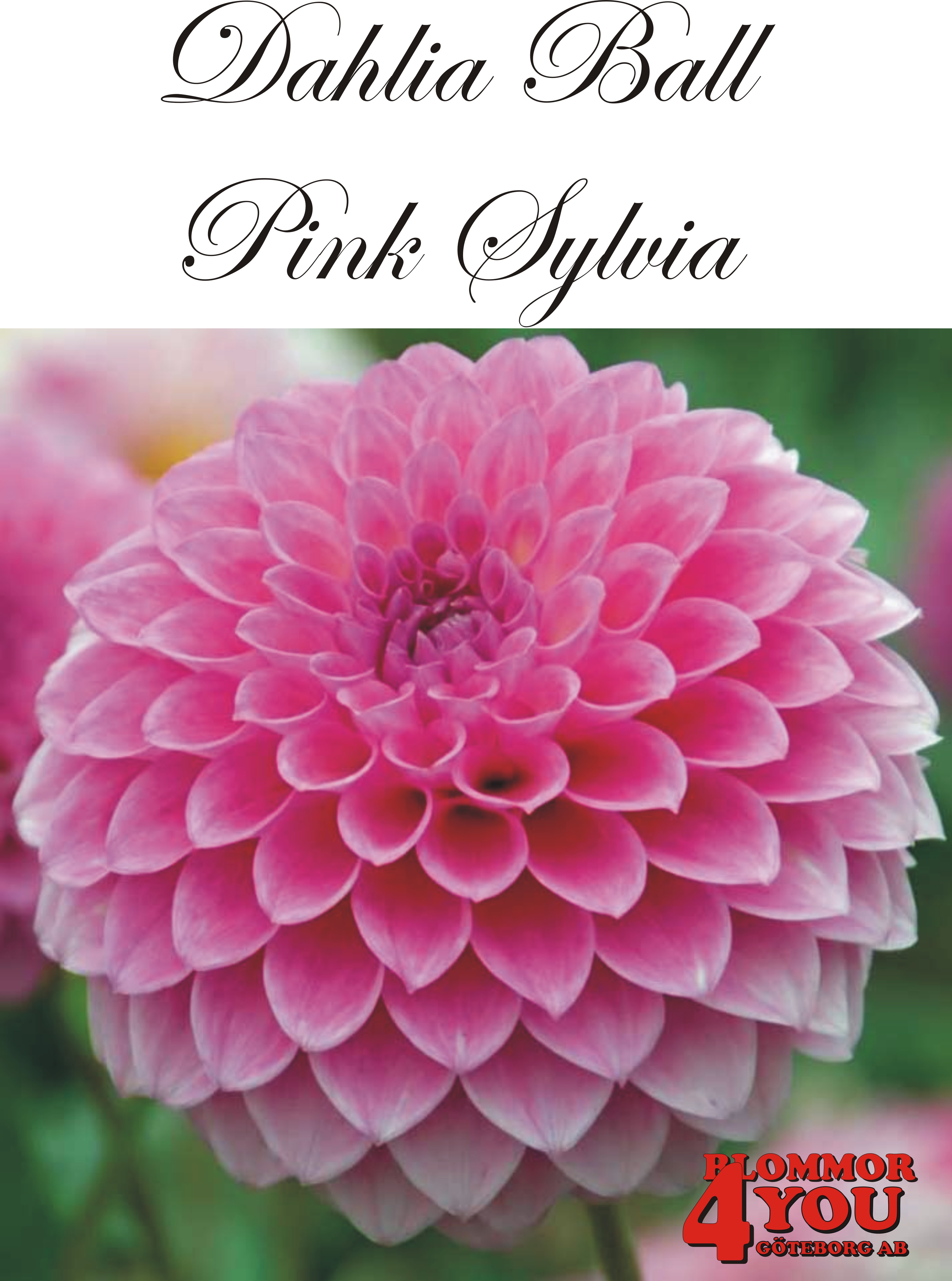 Dahlia   Pink Sylvia