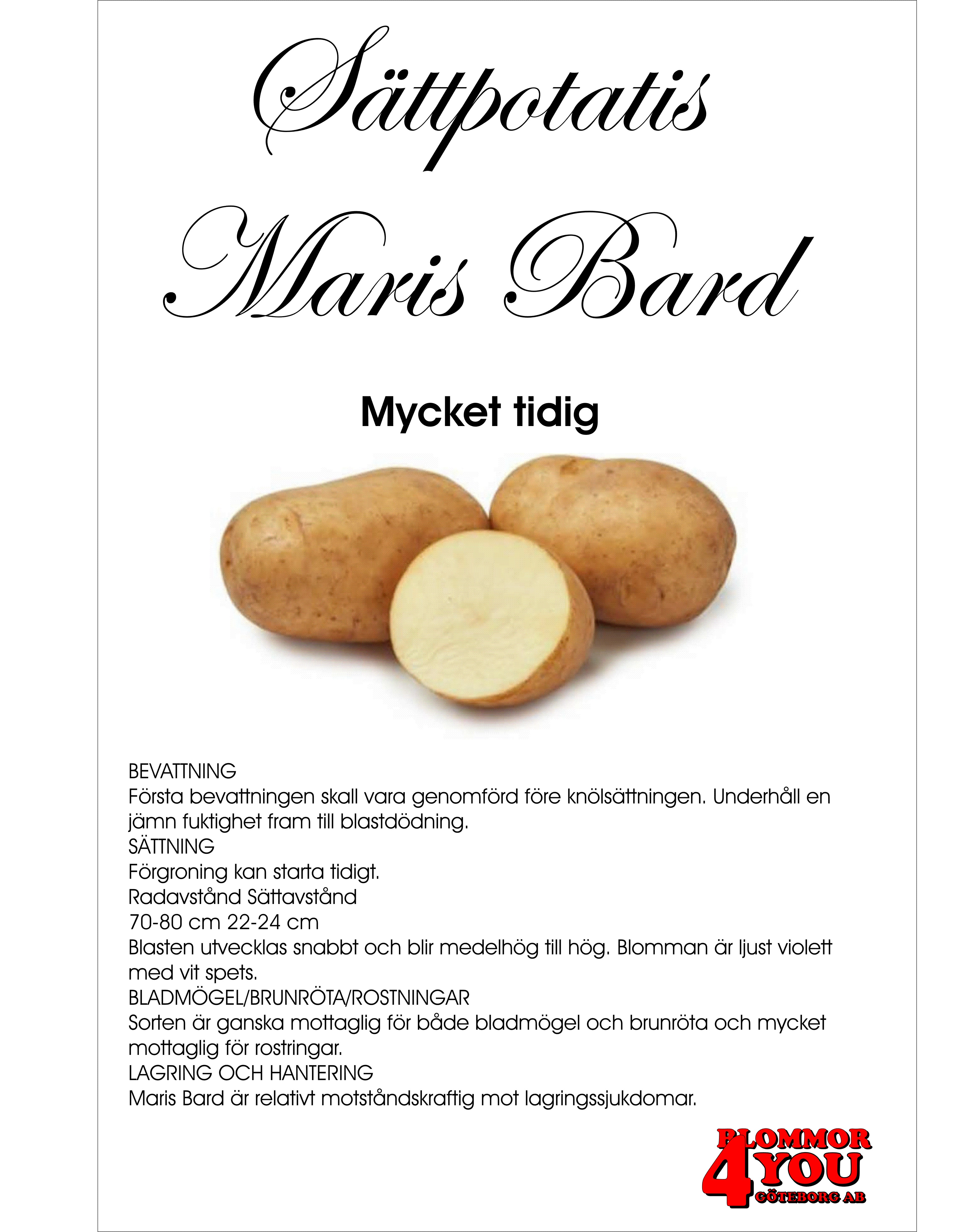 Sättpotatis Maris Bard  3 Kilo