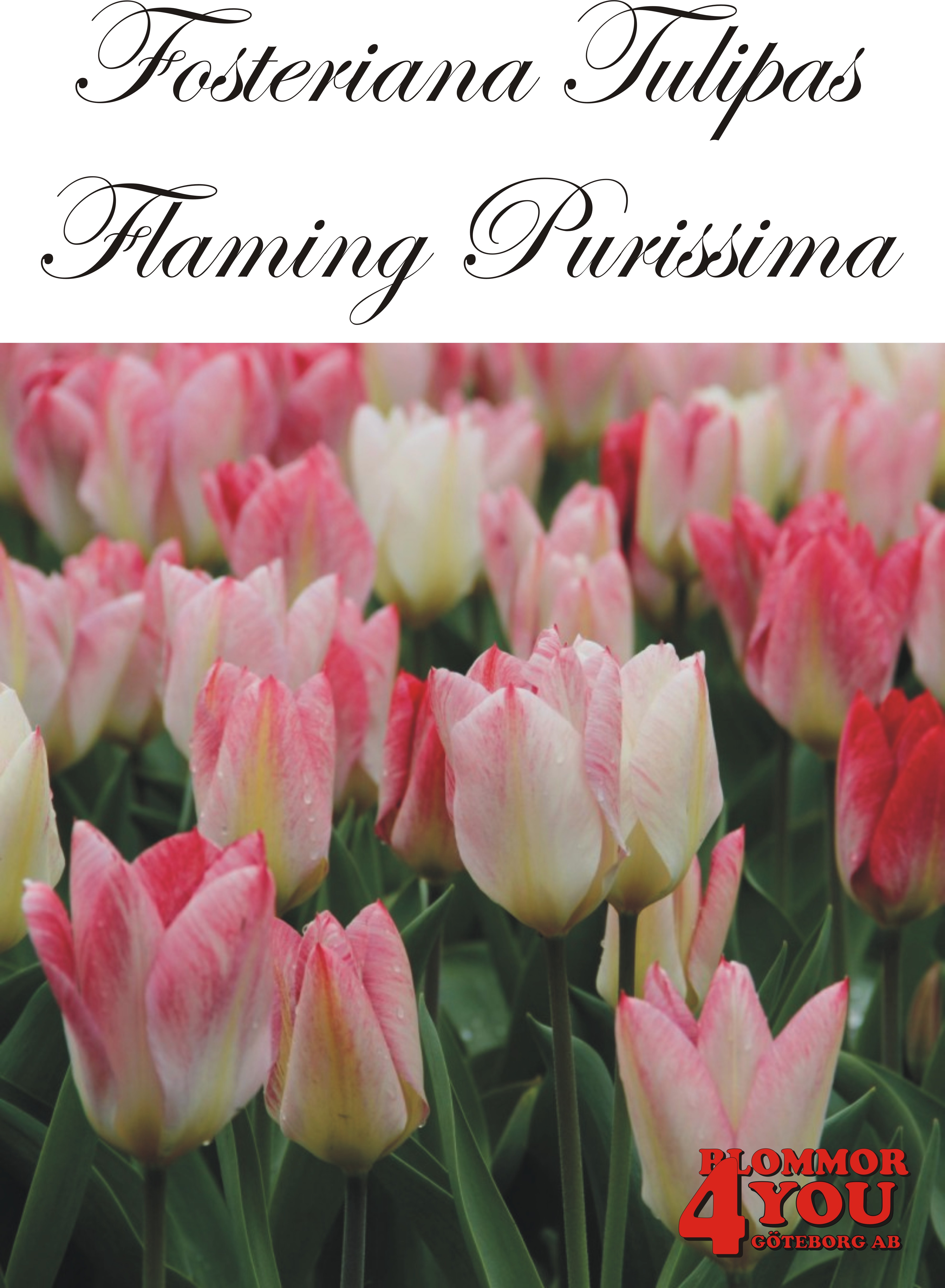 80310  FLAMING PURISSIMA         FOSTERIANATULPAN