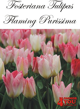 80310  FLAMING PURISSIMA         FOSTERIANATULPAN