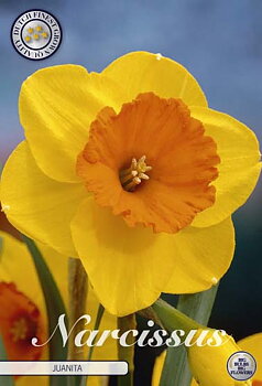 82055  NARCISSUS  JUANITA      TRUMPET