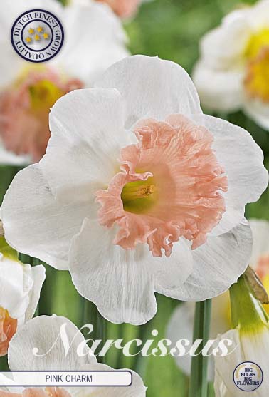 82070   NARCISSUS  PINK CHARM       TRUMPET