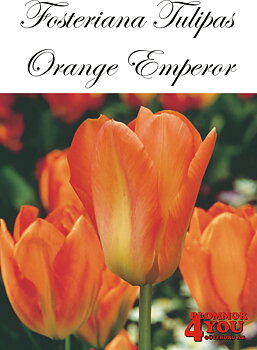 80315  ORANGE EMPEROR    FOSTERIANATULPAN