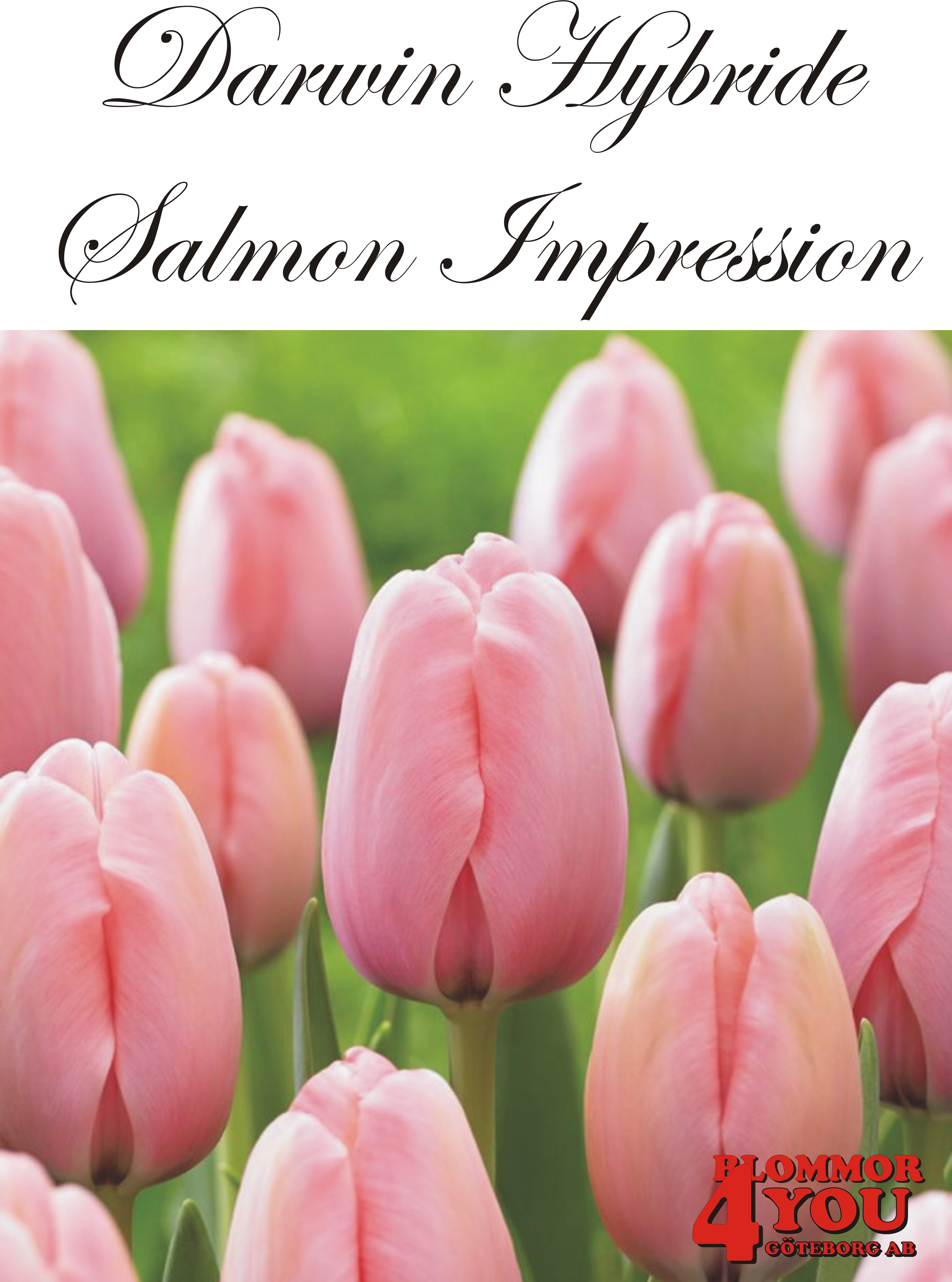 80500   SALMON IMPRESSION       DARWIN HYBRIDETULPAN