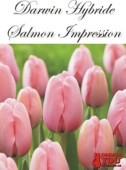 80500   SALMON IMPRESSION       DARWIN HYBRIDETULPAN