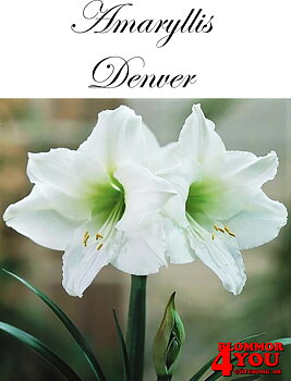 7527   Amaryllis   Superjumbo Denver  Lökstorlek: 38/+