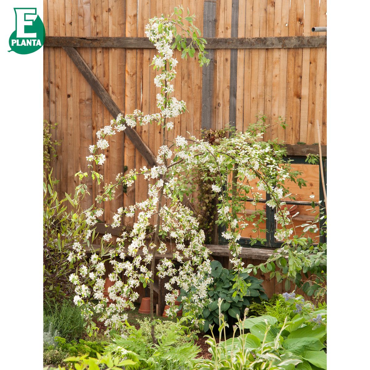 Malus Gracil E (Ep Malgr) Sh 90-110 Co - 3